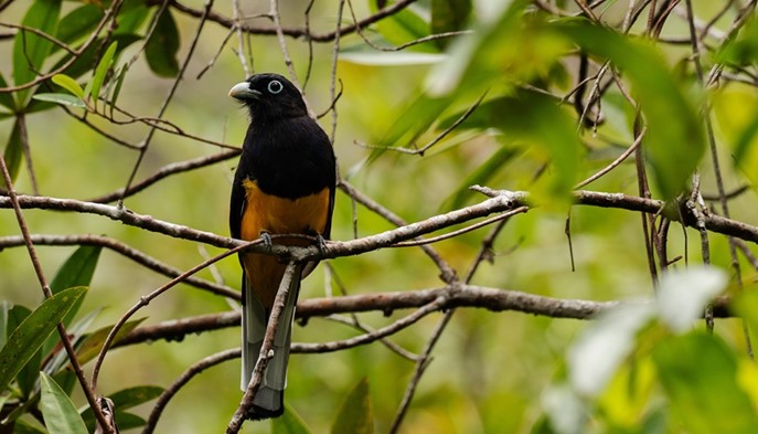 Conoce el Chocó - Hotel Quibdó Plaza - Quibdo, Choco - image - 6